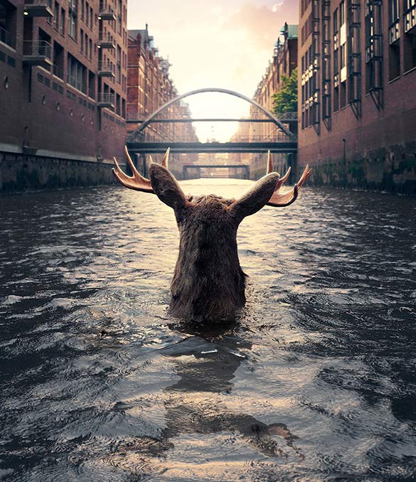 A moose walking through a flooded street